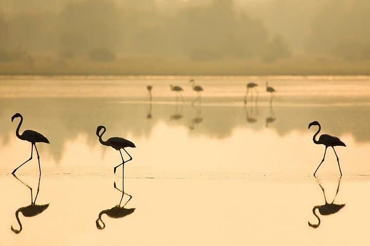 Tour guidato del Parco Nazionale di Doñana e Matalascanas da Siviglia
