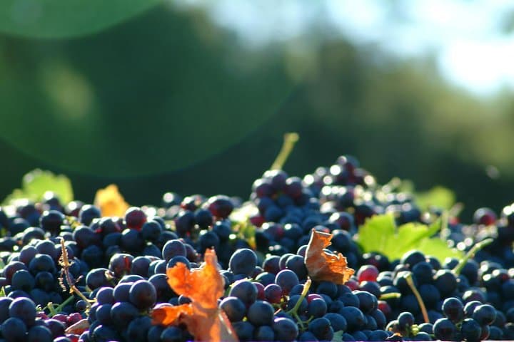 Tagesausflug nach Aix en Provence mit Weinprobe — Foto 4