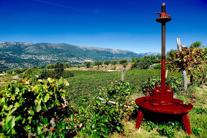 Halbtägige Weinverkostung in der Weinregion Bellet von Nizza — Foto 4