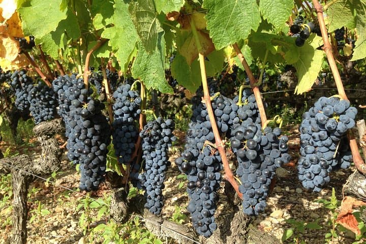 Côtes du Rhône Wein Tour - Kleine Gruppe ab Lyon — Foto 2