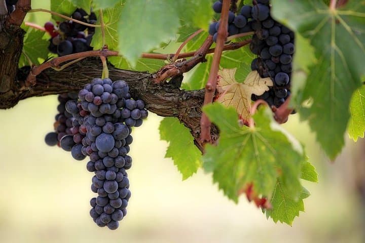 Die originale Syrah-Weinprobe - Nordrhône-Tal — Foto 2