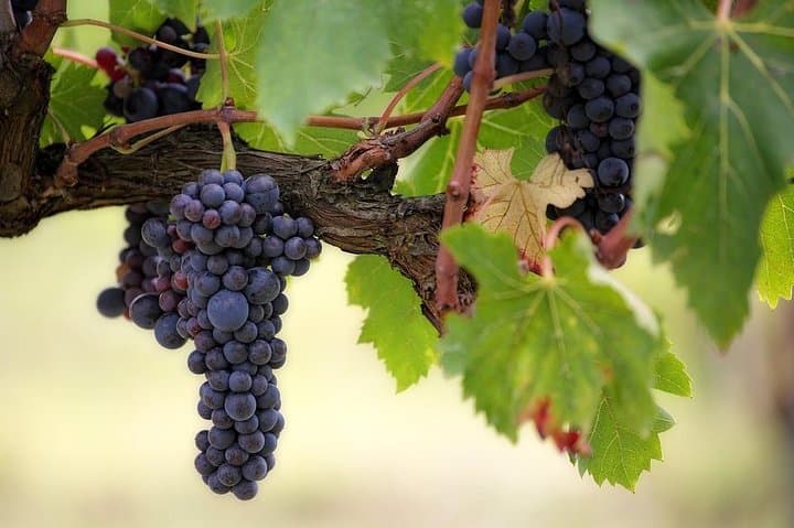 Le Tour de Vin Syrah Original - Vallée du Rhône Nord — photo 2