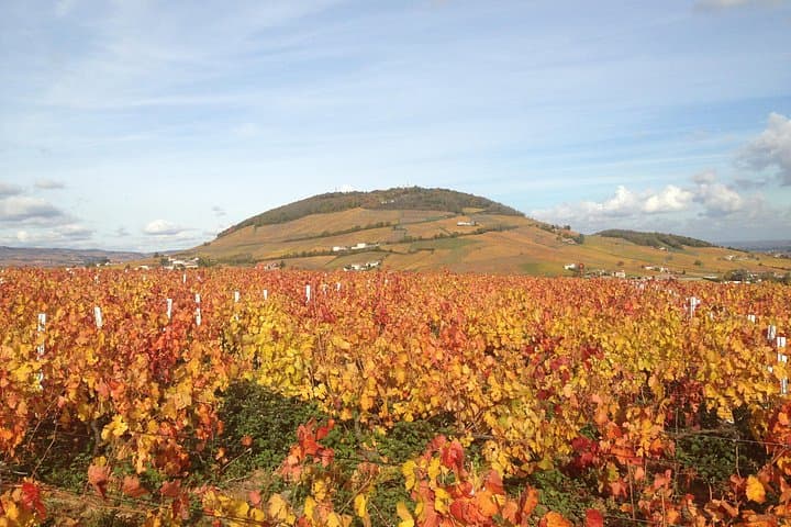 Beaujolais Crus Weine & Schlösser Tour - Kleingruppe ab Lyon — Foto 2