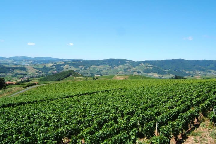 Beaujolais Wein Entdeckung - Halbtägige Kleingruppentour ab Lyon — Foto 2