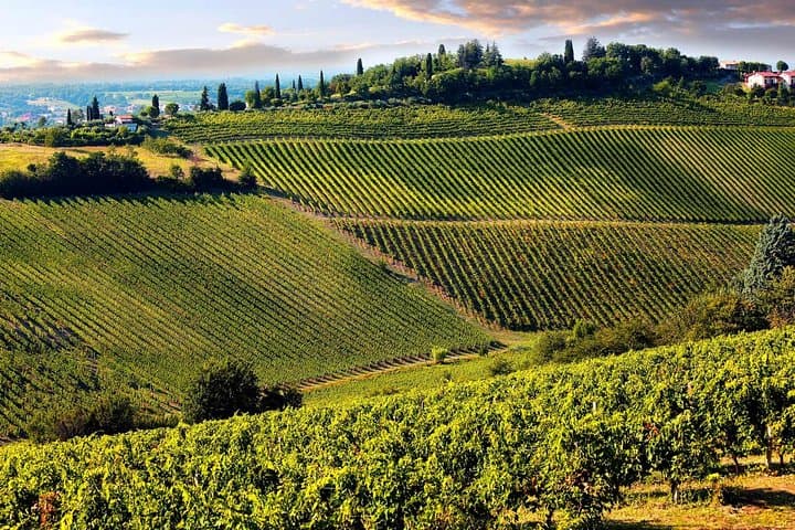 Tour de vino de medio día en las colinas de Chianti desde Pisa — foto 3