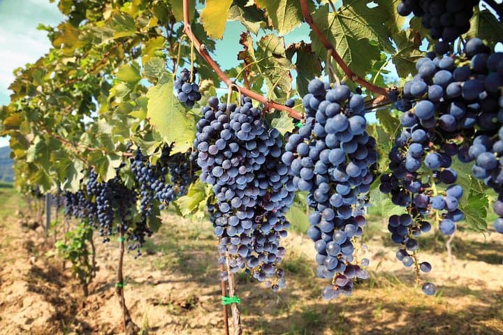 Tour de vino de medio día en las colinas de Chianti desde Pisa — foto 2