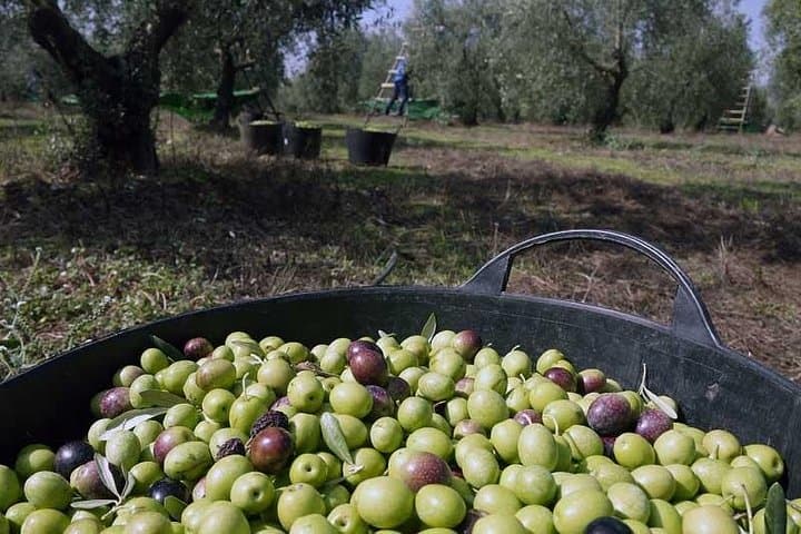 Olivenöl-Farmtour mit Verkostung in Sevilla — Foto 3
