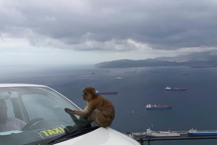 Tagesausflug nach Gibraltar von Sevilla + Felsen-Tour — Foto 5
