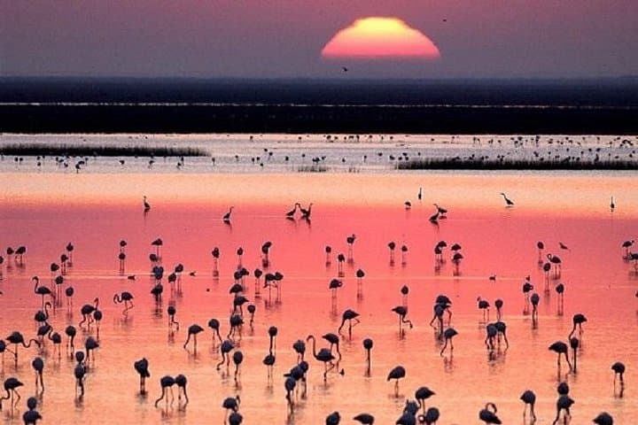 Parque Nacional de Doñana: Excursión Guiada de un Día desde Sevilla — foto 2
