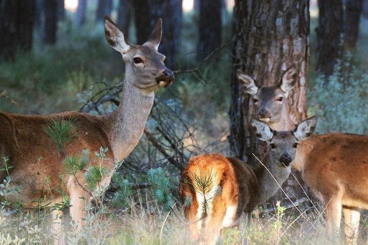 Parque Nacional de Doñana: Excursión Guiada de un Día desde Sevilla — foto 4