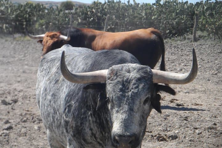 Stierzüchterhof: Geführte Halbtages-Tour ab Sevilla — Foto 3