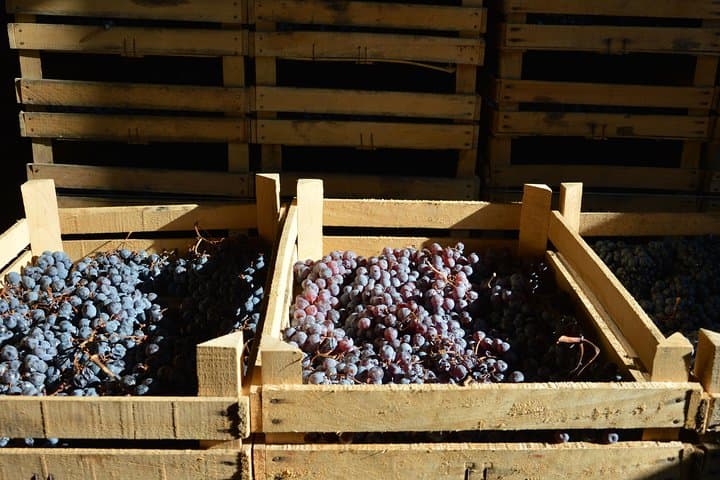 Pagus Wine Tours® - Zwei Amarone-Weingüter - Halbtägige Weinprobe — Foto 3