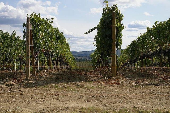 Private Tour nach Siena und San Gimignano mit Weinprobe & Mittagessen — Foto 4