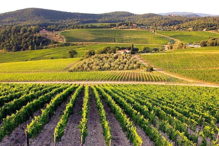 Excursión de un día a Pisa, Siena y San Gimignano — foto 3