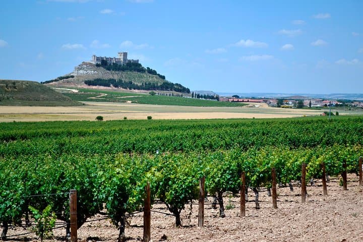 Ribera del Duero Kleingruppentour: Tapas & Weinprobe — Foto 2