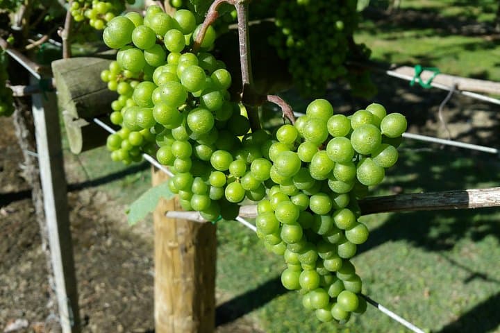 Visite Dégustation de Vin Txakoli à Bilbao