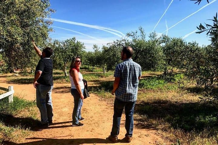 Olivenöl-Farmtour mit Verkostung in Sevilla — Foto 2