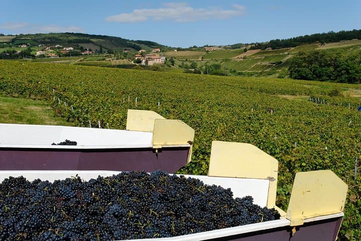 Beaujolais & Pérouges Mittelalterliche Stadt Kleingruppentour ab Lyon — Foto 5