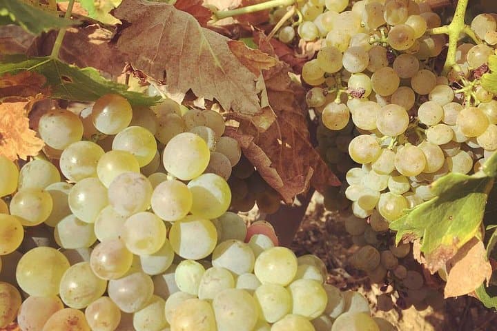 Weintour im nördlichen Rhône-Tal von Lyon Halbtags — Foto 5