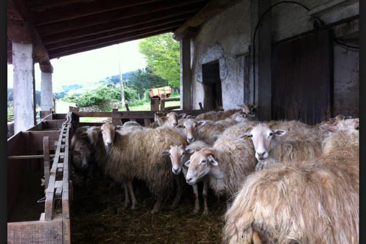 Private Basque Cheese & Txakoli Wein Tour von San Sebastian — Foto 4