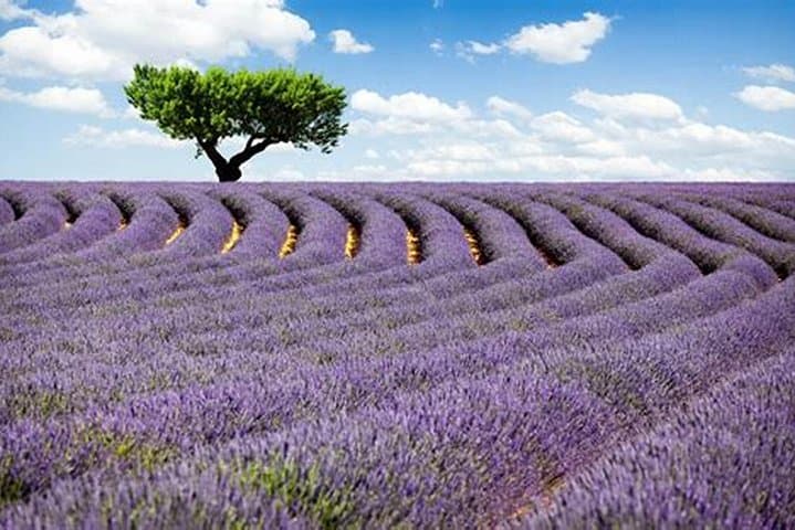 Tour delle Gole del Verdon e dei Campi di Lavanda, Nizza — foto 4