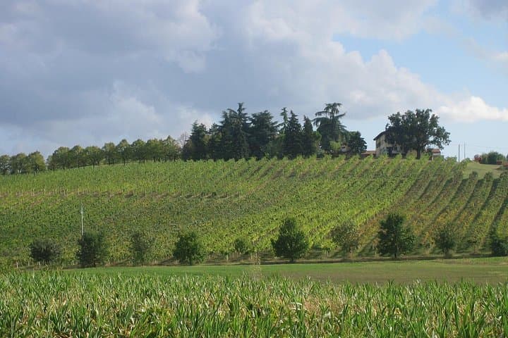 Bologna Hills: Bio-DOCG Weinverkostung & Weingutbesichtigung — Foto 4