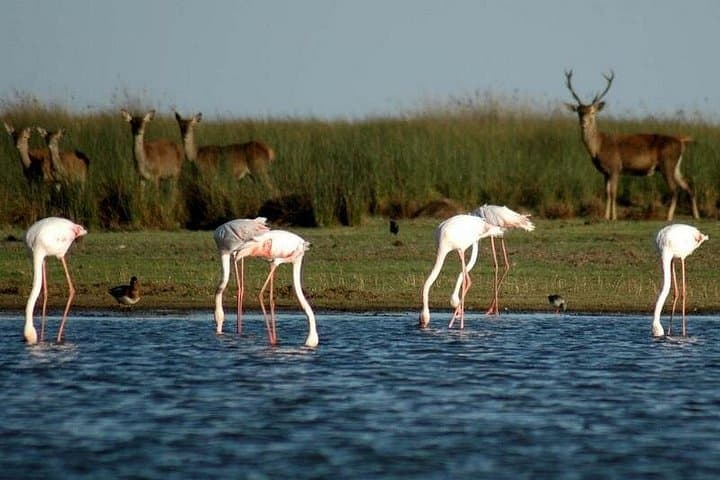 Geführte Tour durch den Nationalpark Doñana & Matalascanas ab Sevilla — Foto 2