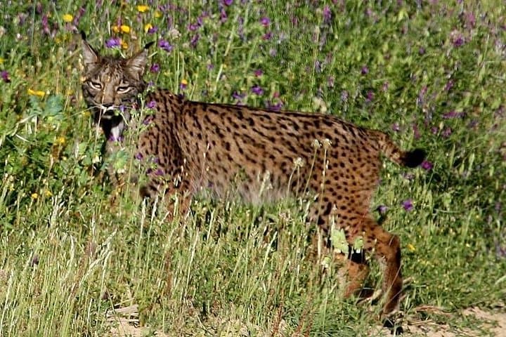 Geführte Tour durch den Nationalpark Doñana & Matalascanas ab Sevilla — Foto 3