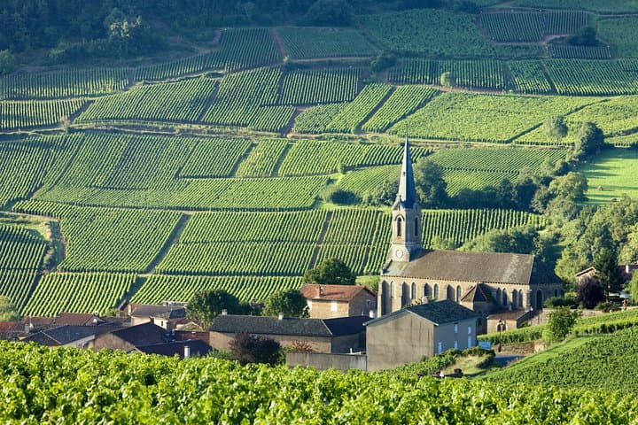 Tour de Cata de Vinos en Borgoña para Grupos Reducidos en Chablis desde París — foto 3
