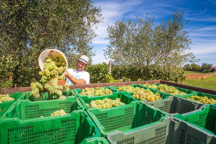 Tour de Cata de Vinos en Borgoña para Grupos Reducidos en Chablis desde París — foto 5