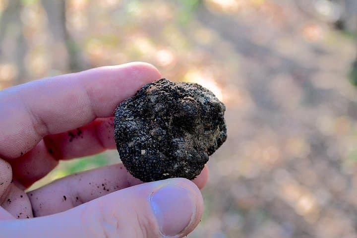 Expérience de chasse aux truffes avec déjeuner à San Miniato — photo 4