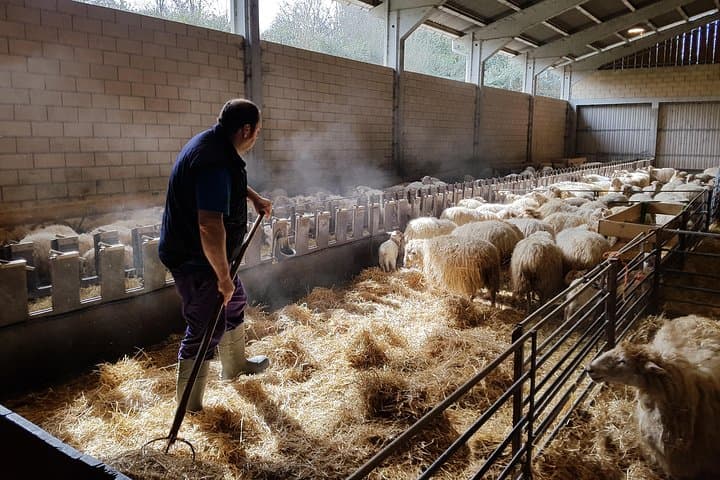 Fromage Idiazabal et Déjeuner à la Cidrerie Basque — photo 3