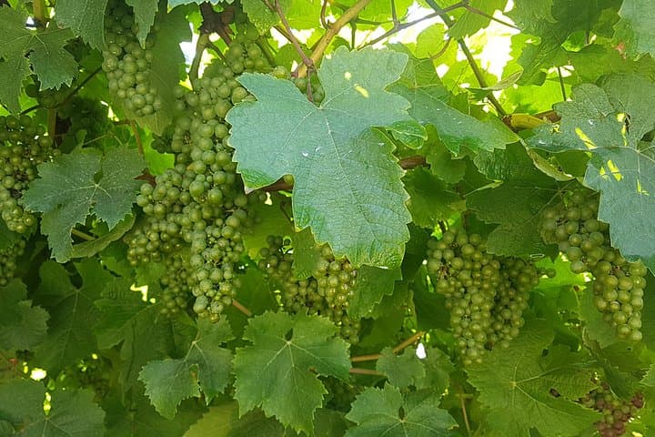 Private Txakoli-Weintour entlang der Küste von San Sebastian — Foto 2