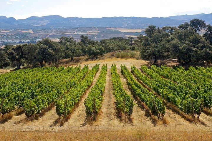 Private Weinverkostungstour in Ronda + Freizeit in Ronda — Foto 3
