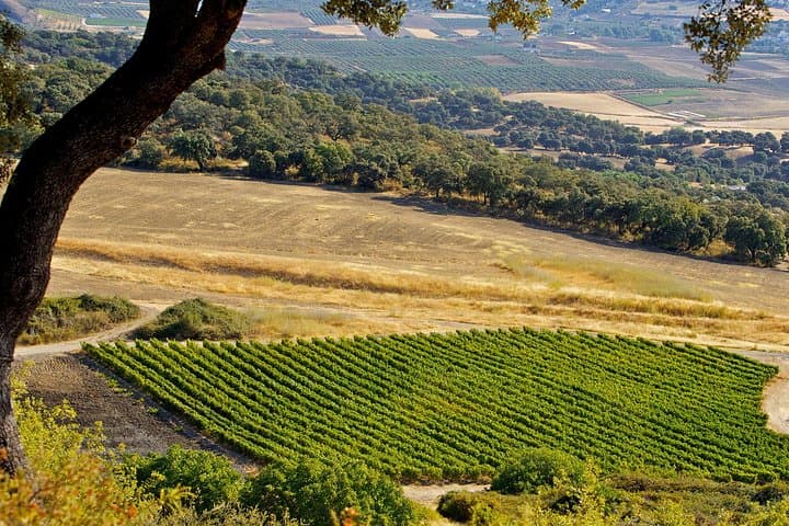 Ronda Private Full Day Wine Tour — Foto 2