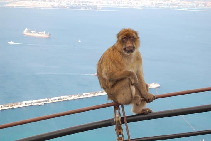 Excursion d'une journée à Gibraltar depuis Séville — photo 5