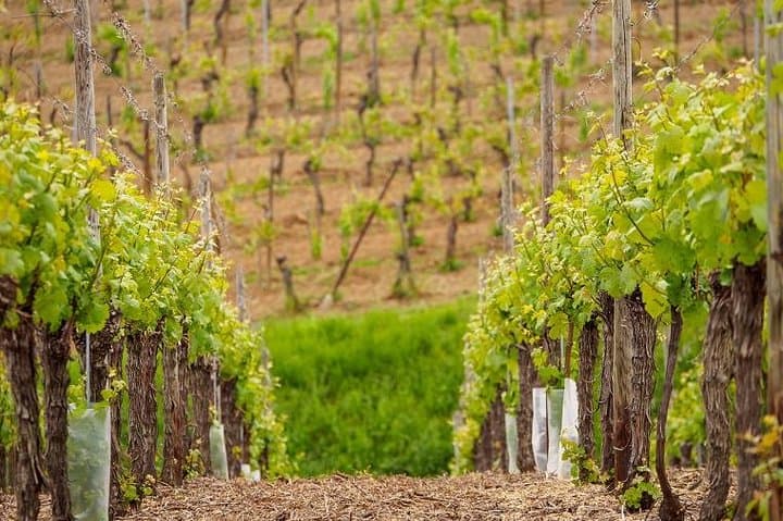 Halbtägige Kleingruppen-Weintour entlang der Elsässer Weinstraße ab Straßburg — Foto 3