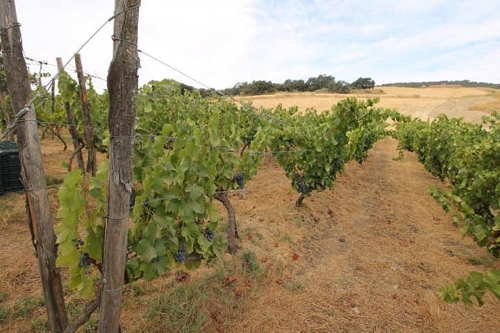 Ronda Private Full Day Wine Tour — Foto 3