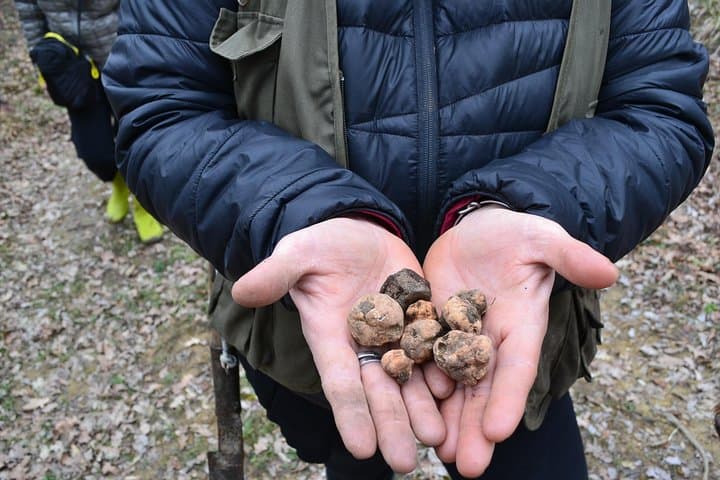 Expérience de chasse aux truffes avec déjeuner à San Miniato — photo 5