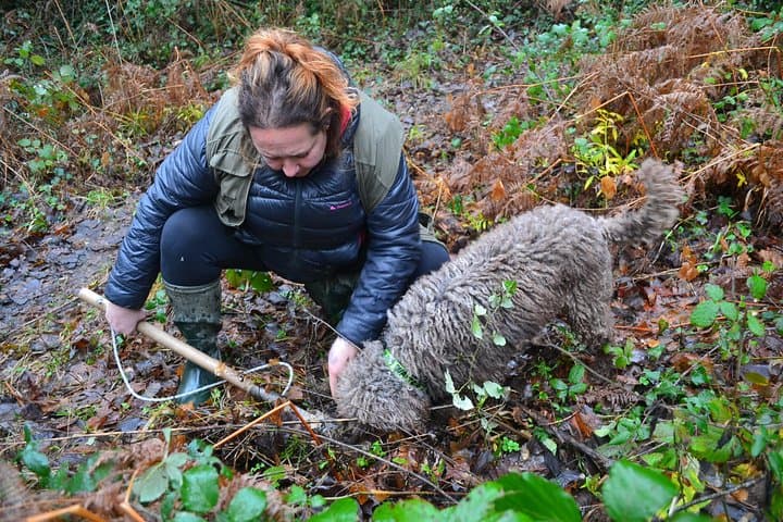 Expérience de chasse aux truffes avec déjeuner à San Miniato