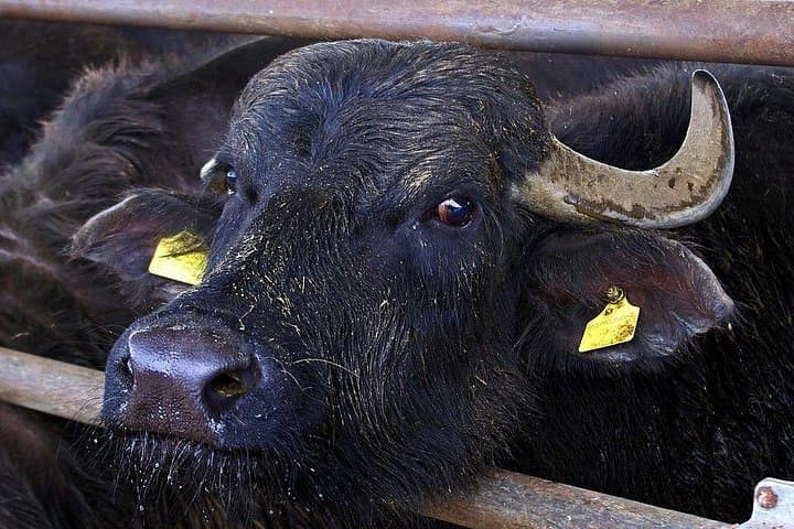Tour privado guiado de Paestum y almuerzo en una granja de mozzarella de búfala — foto 5