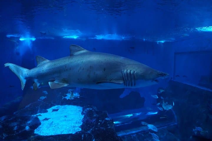 Biglietto d'ingresso per l'Acquario di Siviglia — foto 5