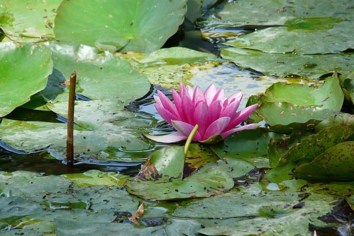 Tour audio guidato di mezza giornata a Giverny e Casa di Monet da Parigi — foto 5