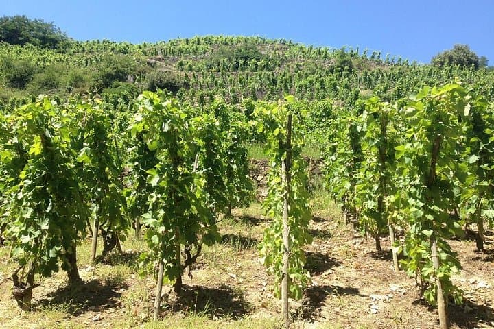 Côtes du Rhône Wein Tour - Kleine Gruppe ab Lyon — Foto 5