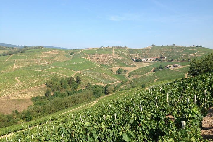 Beaujolais Crus Weine & Schlösser Tour - Kleingruppe ab Lyon — Foto 3