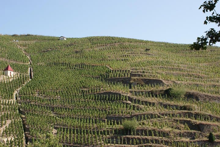 Die originale Syrah-Weinprobe - Nordrhône-Tal — Foto 5