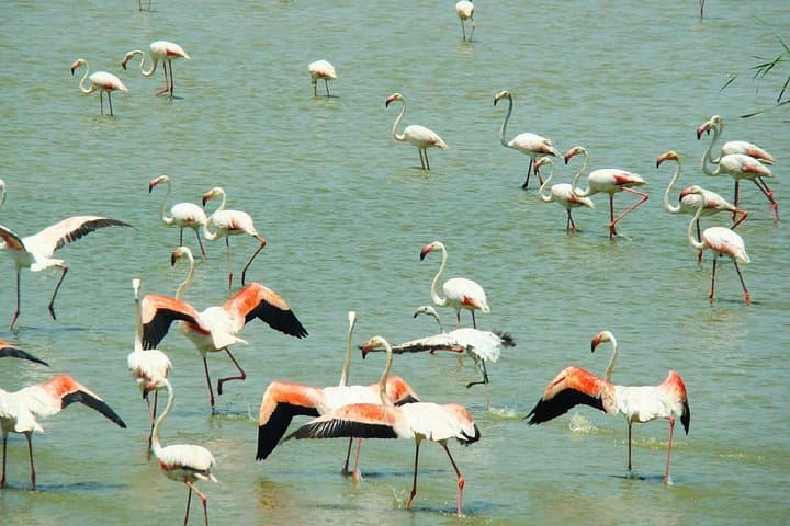 Parque Nacional de Doñana: Excursión Guiada de un Día desde Sevilla — foto 5