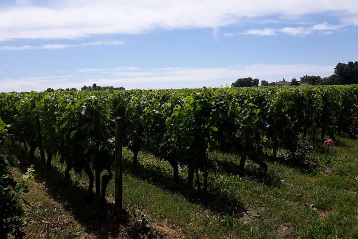 Ein Tag in Saint-Emilion im Beiwagen — Foto 4