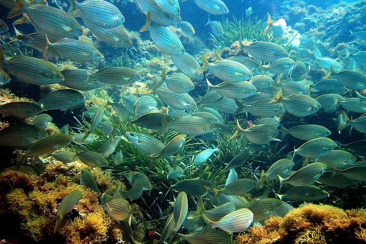Tour de snorkel en la Bahía de Villefranche desde Niza — foto 3