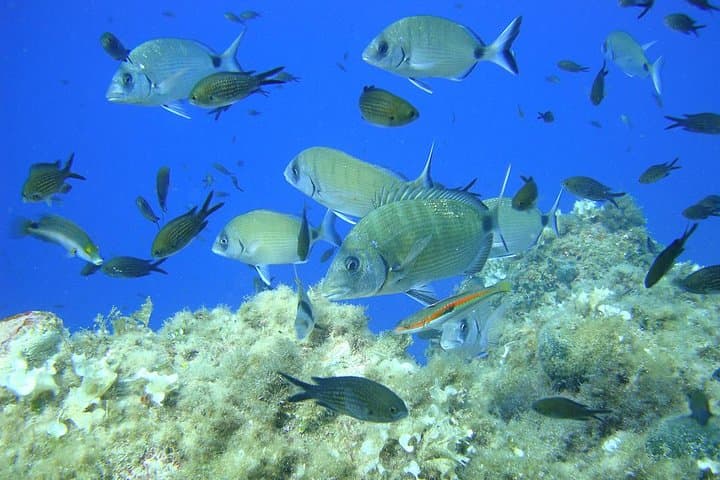 Tour de snorkel en la Bahía de Villefranche desde Niza — foto 4